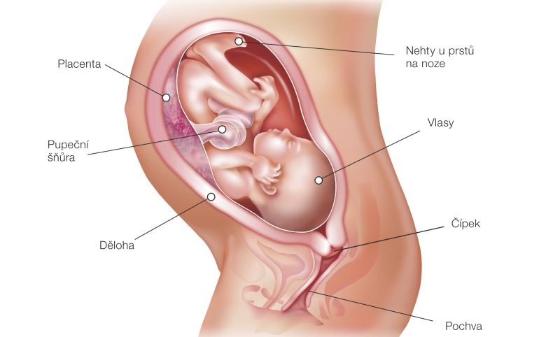 Fotografie (32. týždeň tehotenstva: Vývoj plodu a tehotenské zmeny)
